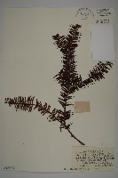 藏品(白豆杉)的圖片