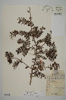 藏品(巴山榧樹)的圖片