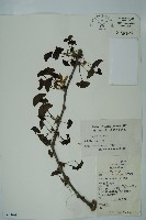 藏品(銀杏)的圖片