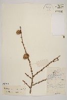 藏品(華北落葉松)的圖片