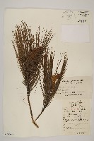 藏品(馬尾松)的圖片