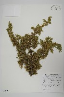 藏品(刺柏)的圖片