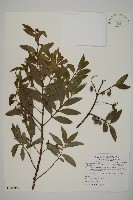 藏品(竹柏、南攻竹柏)的圖片