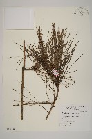 藏品(臺灣二葉松)的圖片