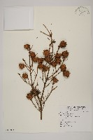 藏品(鐵杉)的圖片