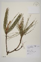 藏品(馬尾松)的圖片