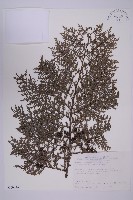 藏品(紅檜)的圖片