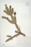 藏品(巒大杉、香杉)的圖片