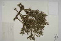 藏品(臺灣杉)的圖片