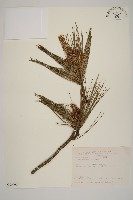 藏品(臺灣二葉松)的圖片