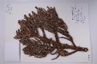 藏品(小葉南洋杉)的圖片