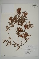 藏品(臺灣黃杉)的圖片