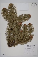 藏品(杉木)的圖片