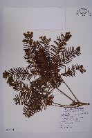 藏品(臺灣紅豆杉、紫杉、南方紅豆杉)的圖片