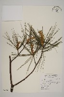 藏品(臺灣二葉松)的圖片