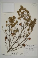 藏品(臺灣鐵杉)的圖片
