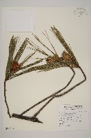 藏品(臺灣二葉松)的圖片