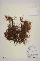 藏品(怒江紅杉)的圖片