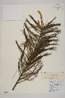 藏品(華山松)的圖片