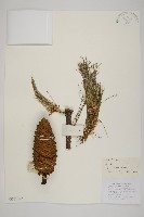 藏品(華山松)的圖片