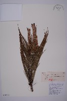 藏品(地盤松)的圖片