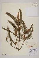 藏品(華山松)的圖片