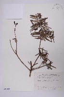 藏品(臺灣粗榧、台灣三尖杉)的圖片