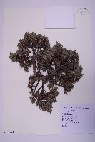 藏品(香青)的圖片