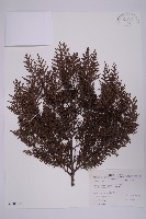 藏品(臺灣扁柏)的圖片