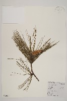 藏品(馬尾松)的圖片