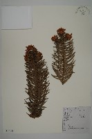 藏品(柳杉)的圖片