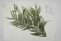 藏品(臺灣穗花杉)的圖片