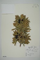 藏品(蘭嶼羅漢松)的圖片