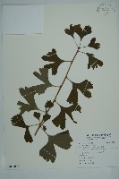 藏品(銀杏)的圖片