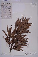 藏品(大葉羅漢松)的圖片