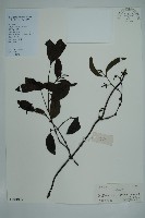 藏品(小葉買麻藤)的圖片