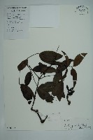 藏品(小葉買麻藤)的圖片