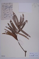 藏品(百日青)的圖片