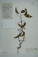 藏品(小葉買麻藤)的圖片