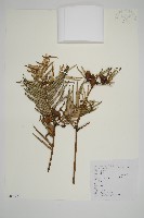 藏品(三尖杉)的圖片