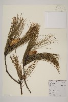 藏品(馬尾松)的圖片