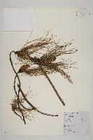 藏品(馬尾松)的圖片