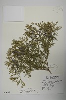 藏品(台灣肖楠)的圖片