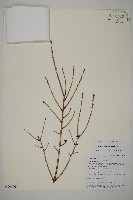 藏品(雲南鐵杉)的圖片