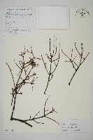 藏品(雲南鐵杉)的圖片