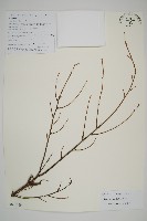 藏品(雲南鐵杉)的圖片