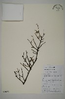 藏品(雲南鐵杉)的圖片