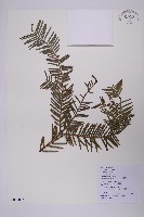 藏品(臺灣粗榧、台灣三尖杉)的圖片