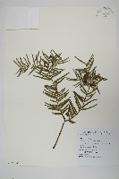 藏品(臺灣粗榧、台灣三尖杉)的圖片