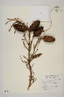 藏品(臺灣雲杉)的圖片